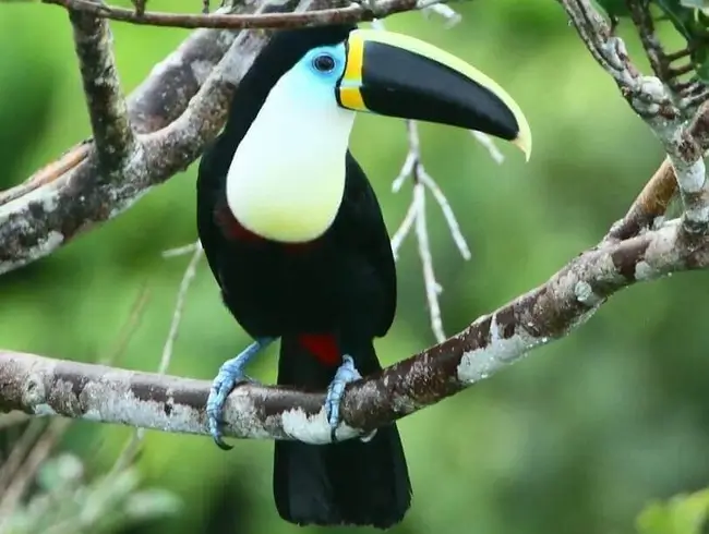 tucan tambopata